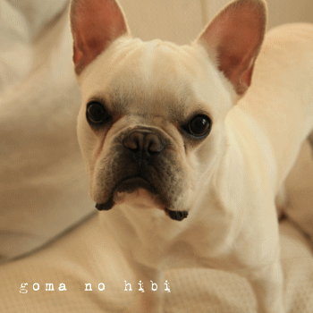 b0180085_2113915.gif