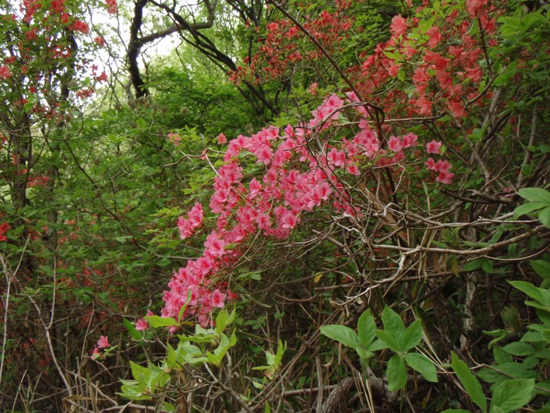 b0039898_2322142.jpg
