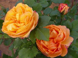 e0179801_11124837.jpg