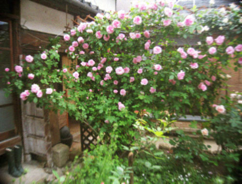 d0077603_9313111.jpg