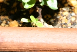 f0187704_1285085.jpg