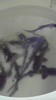 a0044019_17362264.jpg