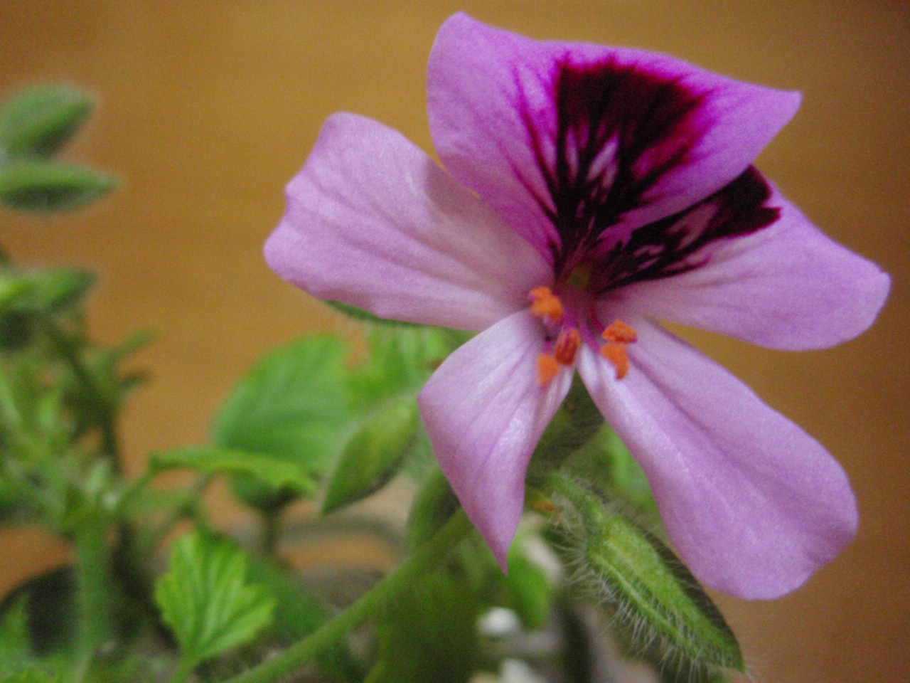 e0086522_7432972.jpg