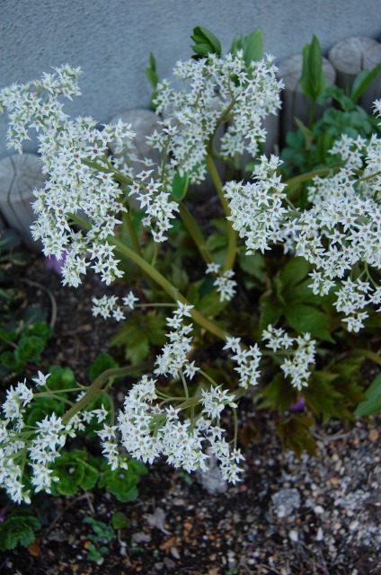 e0159050_22564890.jpg