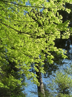 f0009451_1121558.jpg