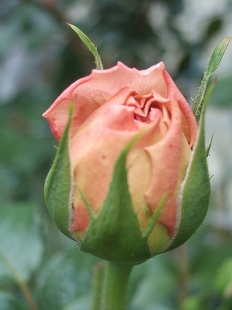 c0097558_0182450.jpg