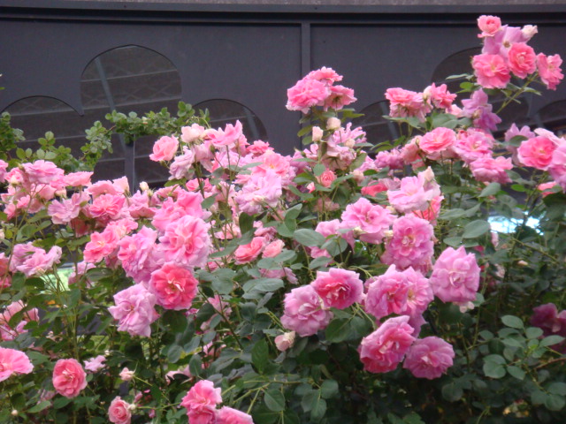 b0061261_22291425.jpg