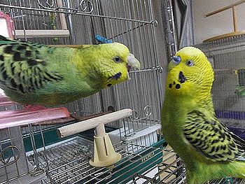 f0196665_0182712.jpg