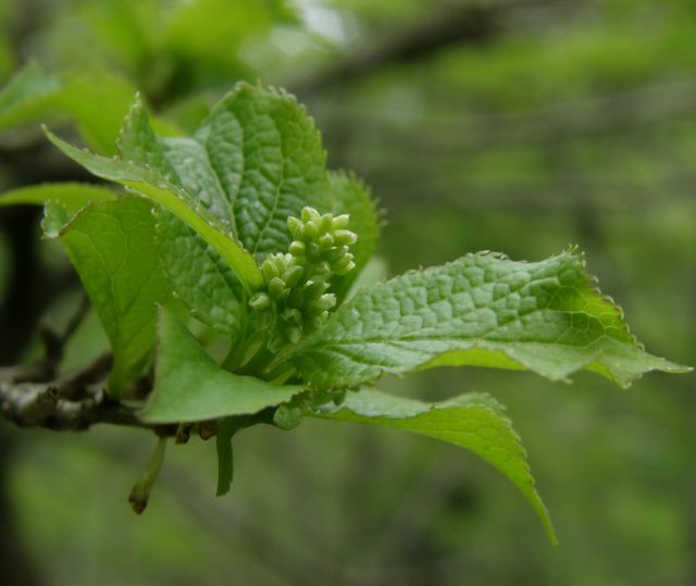 c0042869_7184429.jpg