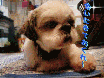 f0213476_8175512.gif