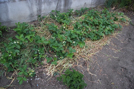d0152182_19533134.jpg