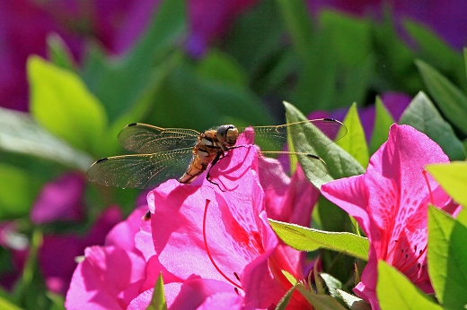 e0190885_22293230.jpg