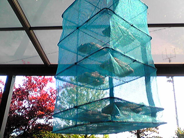 f0079202_2036643.jpg