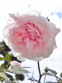 e0098908_2315589.jpg
