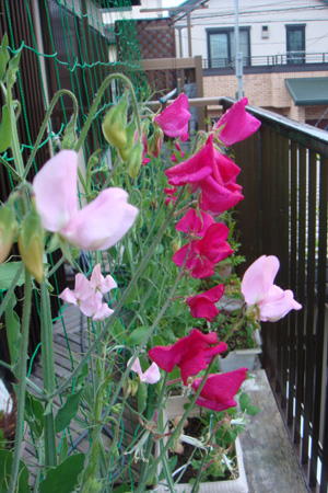 a0019212_229333.jpg