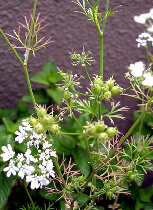 f0036716_145981.jpg
