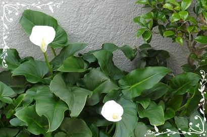 b0167519_9412616.jpg