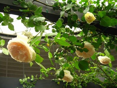 a0111621_17342148.jpg