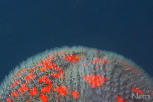 b0044726_20422462.jpg