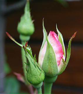 c0199728_0484250.jpg