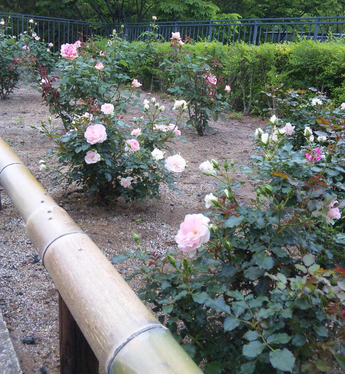 e0121548_2011028.jpg