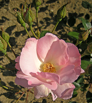 a0001354_22303246.jpg