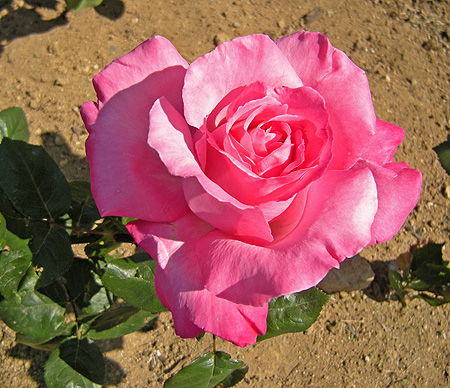 a0001354_22304145.jpg