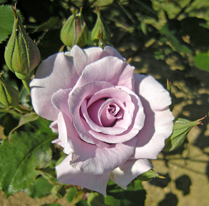 a0001354_22315387.jpg