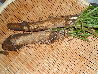 e0004756_2121421.jpg