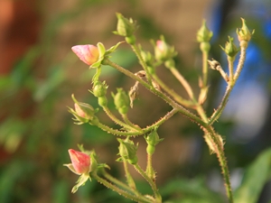 d0054461_78594.jpg