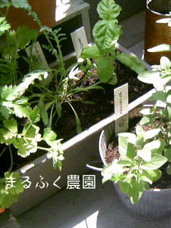 a0096462_186183.jpg
