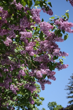 a0100975_8204499.jpg