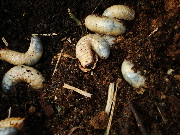 e0150087_21165146.jpg