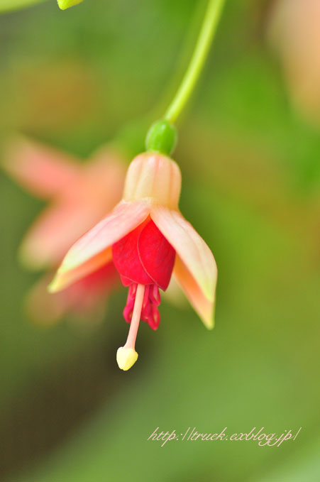 b0186790_1165910.jpg