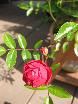 b0097898_20122113.jpg