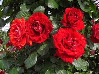 d0144402_193953100.jpg