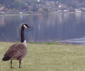 b0147203_1026366.gif