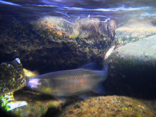 e0123808_1449414.jpg