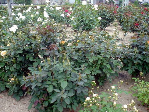 c0007822_9364785.jpg