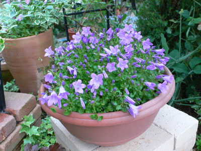 f0061334_21455221.jpg
