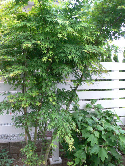 f0061334_2146962.jpg