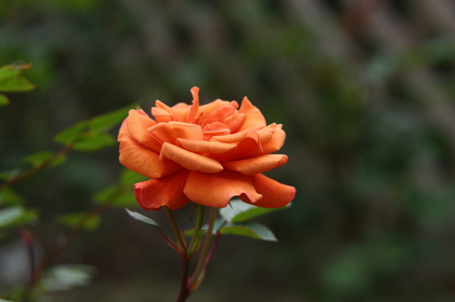 e0039744_1544368.jpg