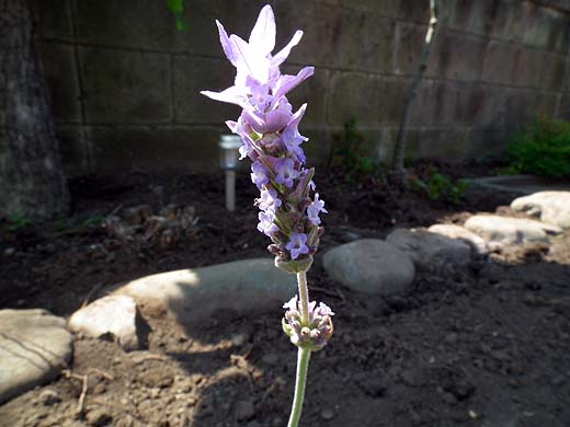 e0050753_1113167.jpg