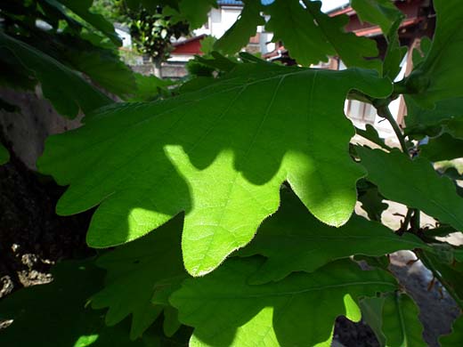 e0050753_111375.jpg