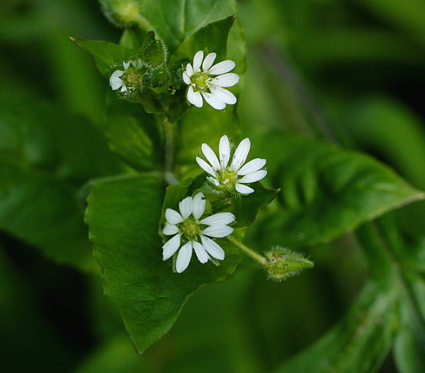 d0091754_1422569.jpg