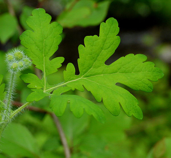 d0091754_17818.jpg