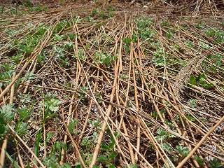 e0004756_21026100.jpg