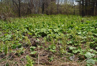 e0004756_2155374.jpg