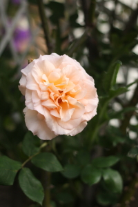 f0214858_174723.jpg