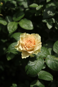 f0214858_19452368.jpg